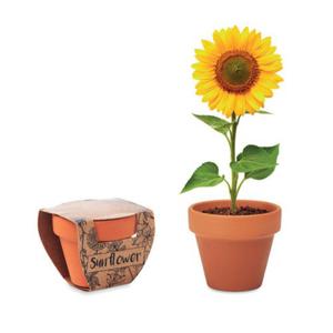 SONECZNIK W DONICZCE Z TERAKOTY DO WYHODOWANIA - SUNFLOWER - 2874325361