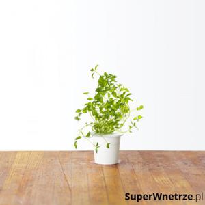 Zestaw 3 kapsuek z nasionami oregano 0,047kg Click and Grow - 2857493218