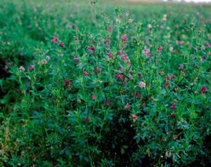 Lucerna siewna DIMITRA 10 kg otoczkowana - 2873222043