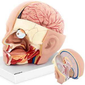 Model anatomiczny 3D gowy i mzgu czowieka skala 1:1 - 2860906598