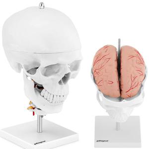 Model anatomiczny 3D czaszki czowieka z mzgiem 7 krgami skala 1:1 - 2860906610