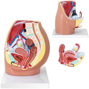 Model anatomiczny miednicy eskiej 3D w skali 1:1 - 2860905442