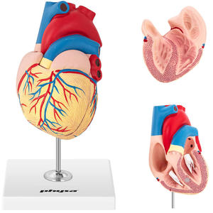 Model anatomiczny serca czowieka 3D - 2860905443