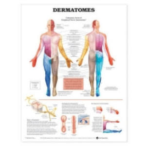 Dermatomes Anatomical Chart - 2877956058