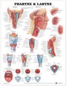 Pharynx & Larynx Anatomical Chart - 2873996249