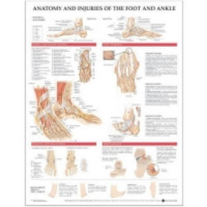 Anatomy and Injuries of the Foot and Ankle - 2878795053