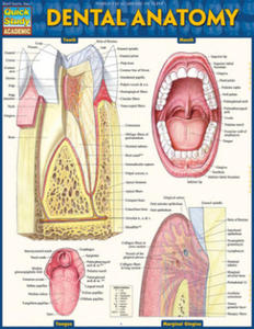 DENTAL ANATOMY - 2877404942