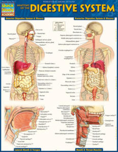 Anatomy of the Digestive System: Quickstudy Laminated Reference Guide - 2877406874