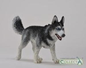 Pies rasy Husky syberyjski - 2878164918