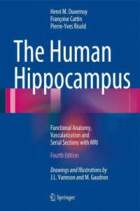 Human Hippocampus - 2872011299