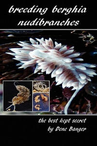 Breeding Berghia Nudibranches the best kept secret - 2862041290