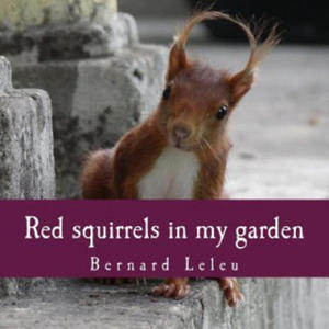 Red squirrels in my garden - 2868353860
