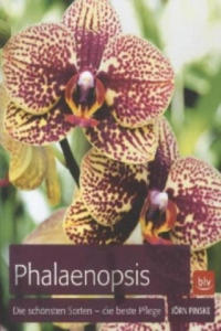 Phalaenopsis - 2877761345