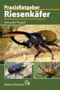 Riesenkfer der Gattungen Dynastes und Megasoma - 2878076283