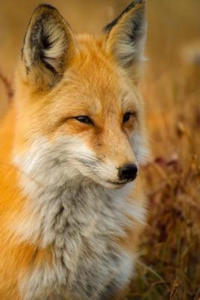 Red Fox: The Largest of the True Foxes and One of the Most Widely Distributed Members of the Order Carnivora, Being Present Acr - 2862014395