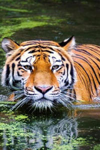 Swimming Tiger: As the Largest Species in the Big Cat Family, Tigers Have More Surface Area That Heats Up, Which Is Probably Why They - 2877765935