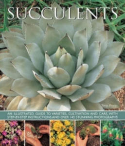 Succulents - 2878800962