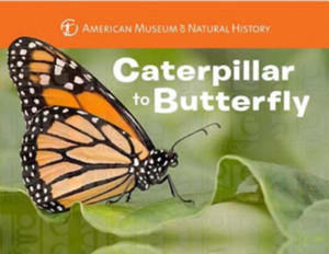 Caterpillar to Butterfly - 2878771341