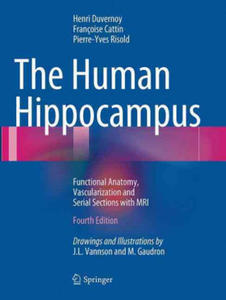 Human Hippocampus - 2877870871