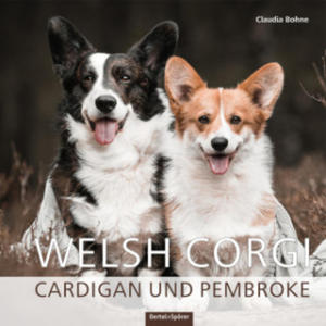 Welsh Corgi - 2861989783