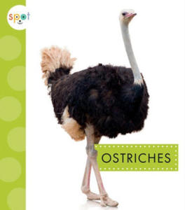 Ostriches - 2870216846