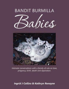 Bandit Burmilla Babies - 2877182837