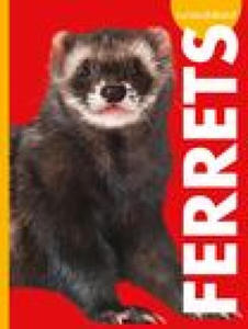 Curious about Ferrets - 2877308712