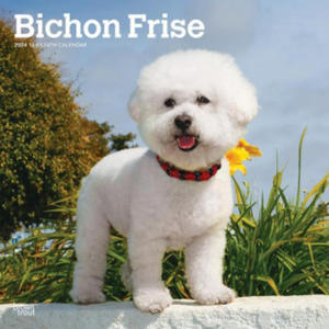 Bichon Frise 2024 Square - 2875671292