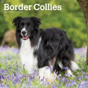 Border Collies 2024 Square - 2876123741