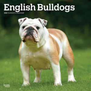 English Bulldogs 2024 Square - 2877404945