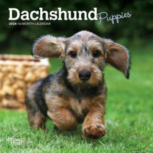 Dachshund Puppies 2024 Mini 7x7 - 2875133578