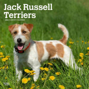 Jack Russell Terriers 2024 Square - 2875673699