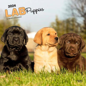 Labrador Retriever Puppies 2024 Square - 2877180501