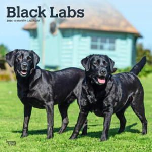 Labrador Retrievers, Black 2024 Square - 2875554851