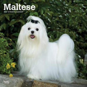 Maltese 2024 Square - 2877407218