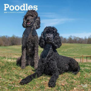 Poodles 2024 Square - 2877312753