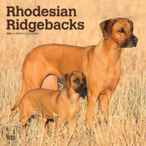 Rhodesian Ridgebacks 2024 Square - 2877308492