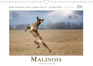 Malinois - Partner auf vier Pfoten (Wandkalender 2024 DIN A4 quer) - 2878444509