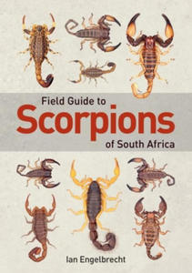 Field Guide to Scorpions of South Africa - 2877858813