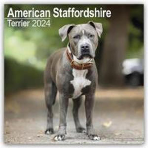 American Staffordshire Terrier Calendar 2024 Square Dog Breed Wall Calendar - 16 Month - 2875233070