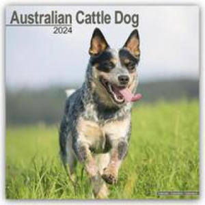 Australian Cattle Dog Calendar 2024 Square Dog Breed Wall Calendar - 16 Month - 2877043095