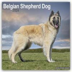 Belgian Shepherd Dog Calendar 2024 Square Dog Breed Wall Calendar - 16 Month - 2875548079