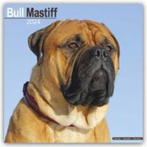Bull Mastiff Calendar 2024 Square Dog Breed Wall Calendar - 16 Month - 2876946756