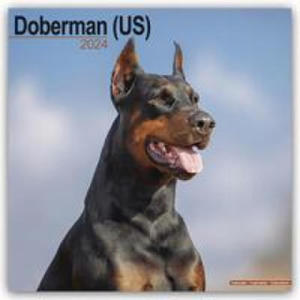 Doberman (Us) Calendar 2024 Square Dog Breed Wall Calendar - 16 Month - 2875548077