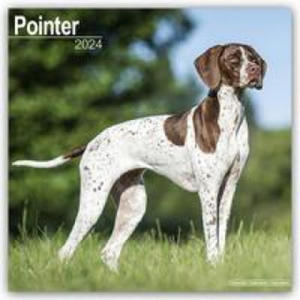 Pointer Calendar 2024 Square Dog Breed Wall Calendar - 16 Month - 2876546526