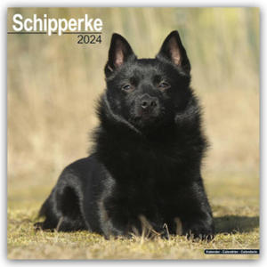 Schipperke Calendar 2024 Square Dog Breed Wall Calendar - 16 Month - 2875675784