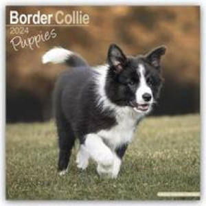 Border Collie Puppies Calendar 2024 Square Dog Puppy Breed Wall Calendar - 16 Month - 2875230386