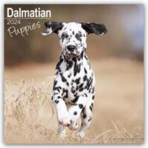Dalmatian Puppies Calendar 2024 Square Dog Puppy Breed Wall Calendar - 16 Month - 2875536611