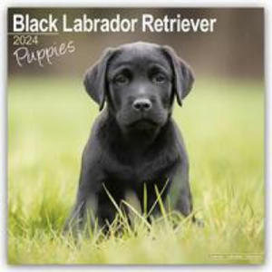 Black Labrador Puppies Calendar 2024 Square Dog Puppy Breed Wall Calendar - 16 Month - 2876546525