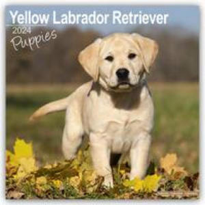 Yellow Labrador Puppies Calendar 2024 Square Dog Puppy Breed Wall Calendar - 16 Month - 2876843979